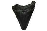 Juvenile Megalodon Tooth - South Carolina #375936-1